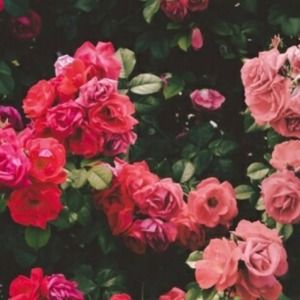 Meet your Posher, Rosa